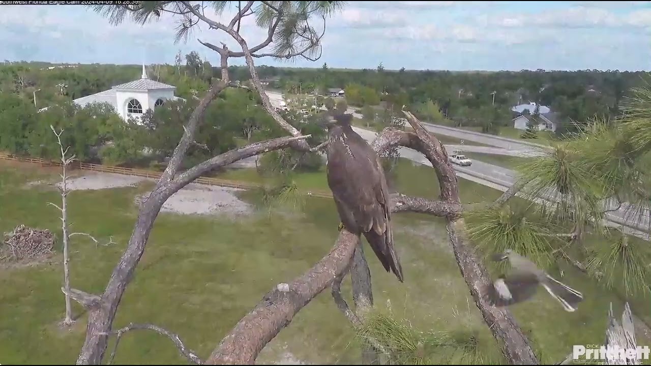 A Pesky Mockingbird & E23 at 100 days old