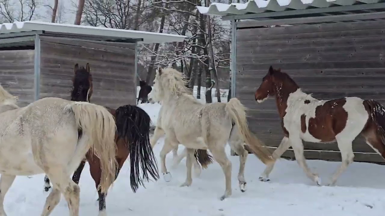 Freude im Schnee