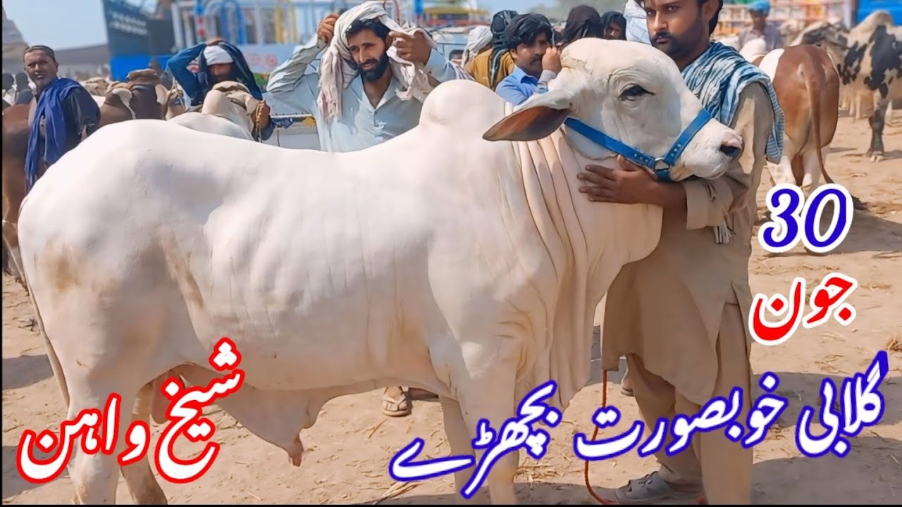 Beautiful Pink Nose Bull's in Sheikhwan Cow Mandi|#Mandivisit|