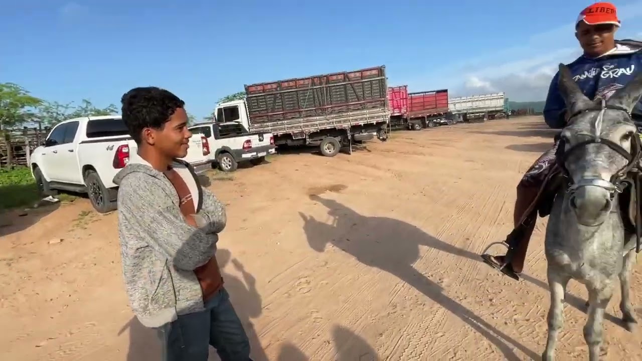 Feira de Cavalos em Senador Rui palmeira - AL 17 - 03 - 2026 #nordeste 