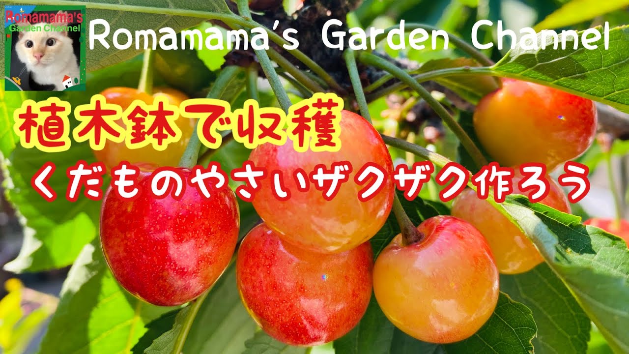 【果樹栽培】植木鉢でくだものや野菜作り　#さくらんぼ　#家庭菜園