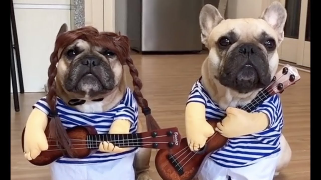 【爆笑】おもしろ犬の笑えるハプニング動画！ドジで可愛いw