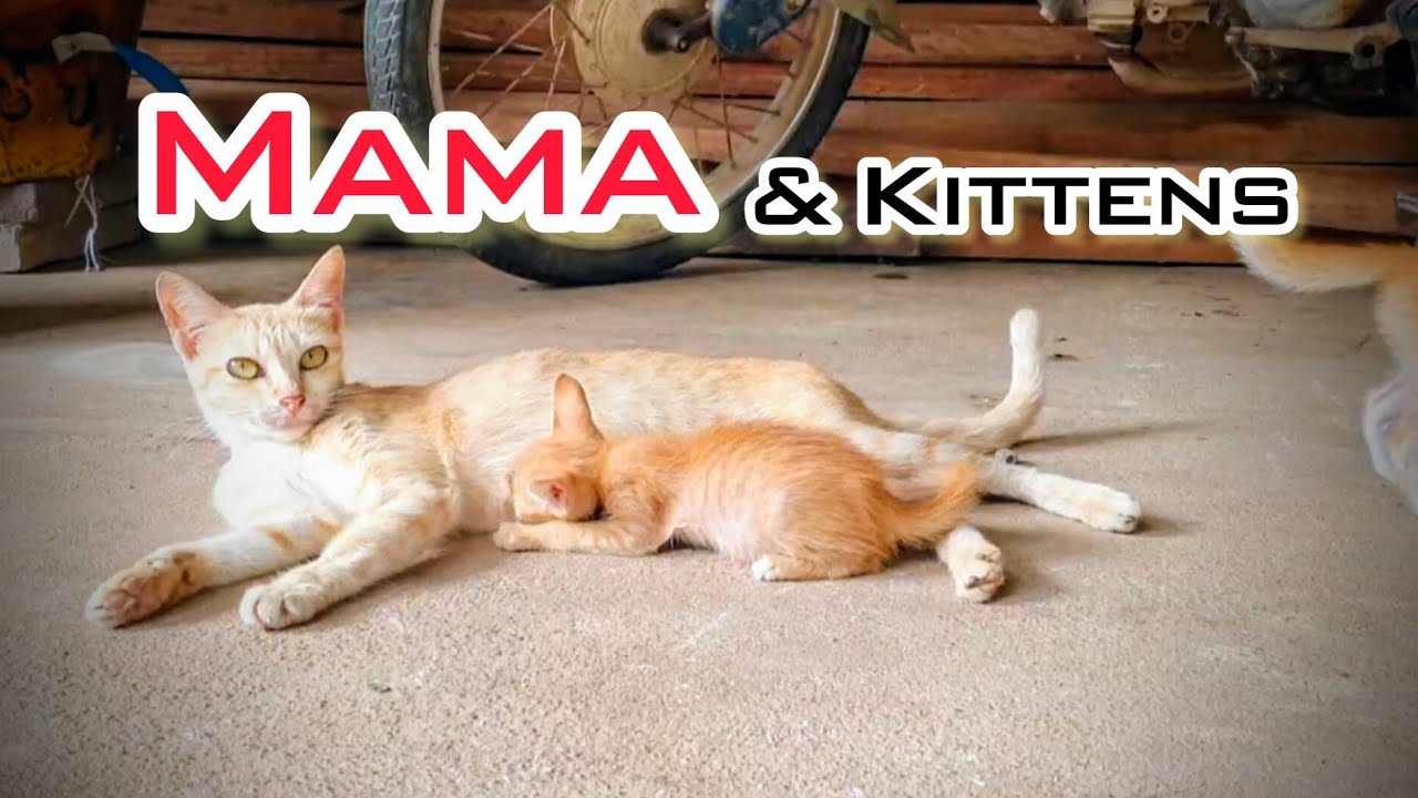 Heartwarming Moments of Mama Cat Caring for Her Kitten 🐾❤️