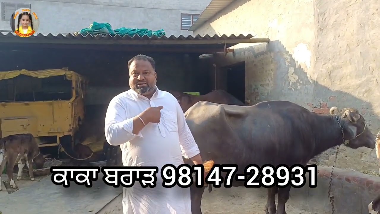 ਕਾਕੇ ਬਰਾੜ ਕੋਲ ਇਕ ਸਸਤੇ ਭਾਅ ਦੀ ਫੁੱਲ ਵਜਨ ਵਾਲੀ ਵੈਹੜ ਵਿਕਾਉ 😱😱👌👌💥💥