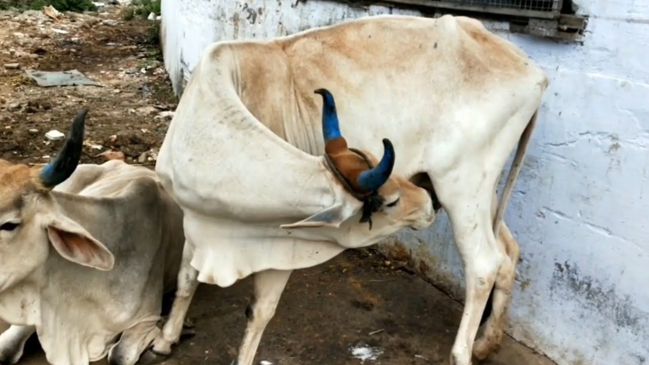 कैसे गाय अपना दूध खुद पीती है | How a cow is drinking its own milk. Great Thinking Point