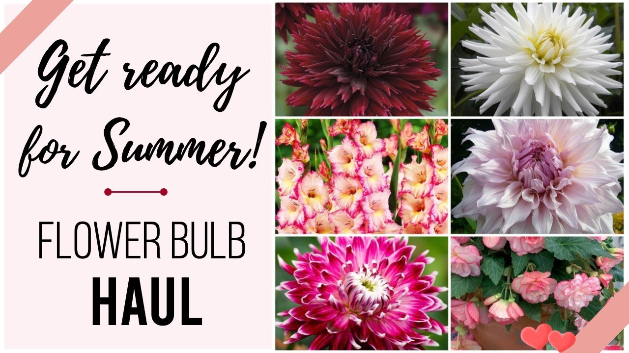 New Flower Bulbs In My Garden | Get Ready For Summer ☀️🌺