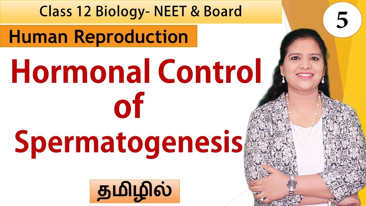 Hormonal Control of Spermatogenesis | Class 12 Biology | தமிழ்