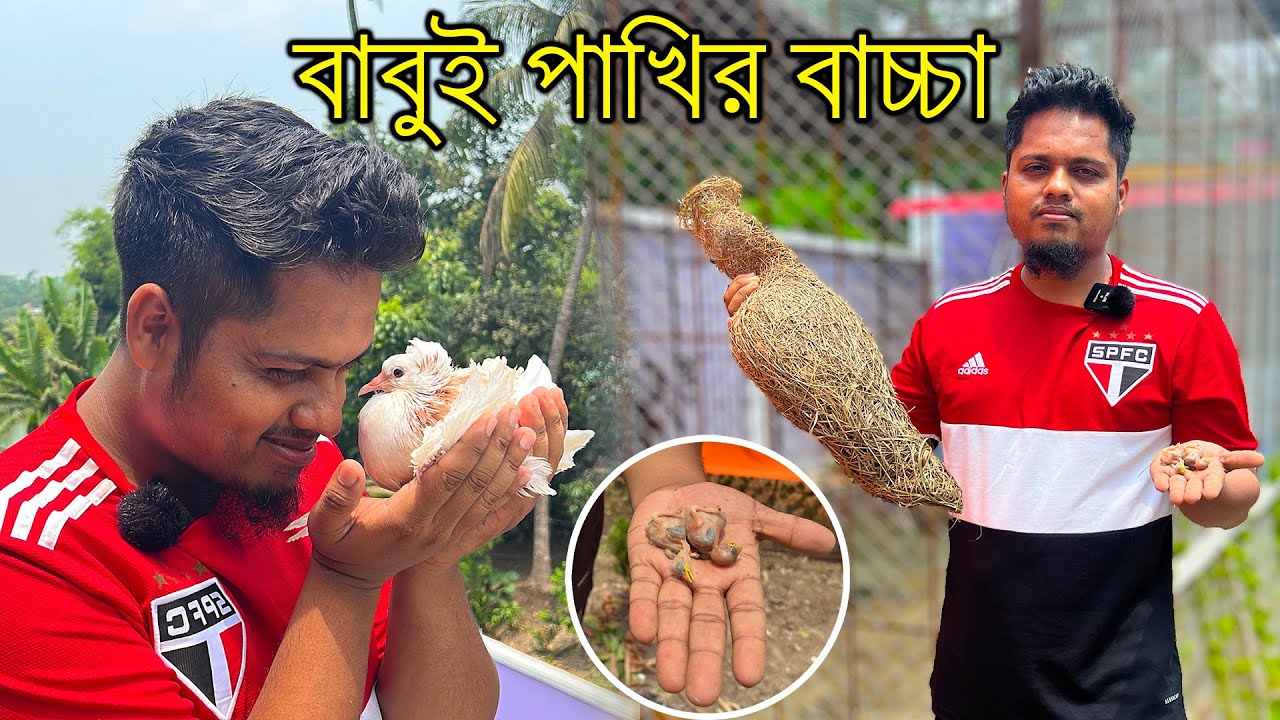 ঝড়ে বাচ্চাসহ বাবুই পাখির বাসা এসেছে Mini Zoo তে | হাইব্রিড কবুতরের বাচ্চা পেয়েছি