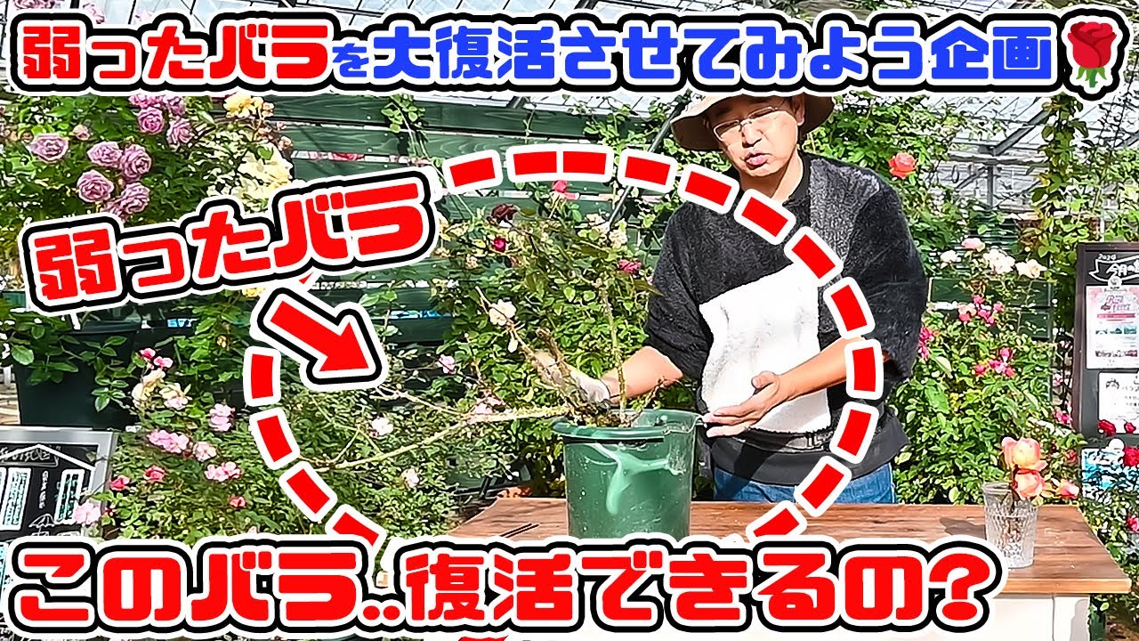 お庭の片隅にある【弱ったバラ】を大復活させてみよう企画🌹【高木大輔さん】