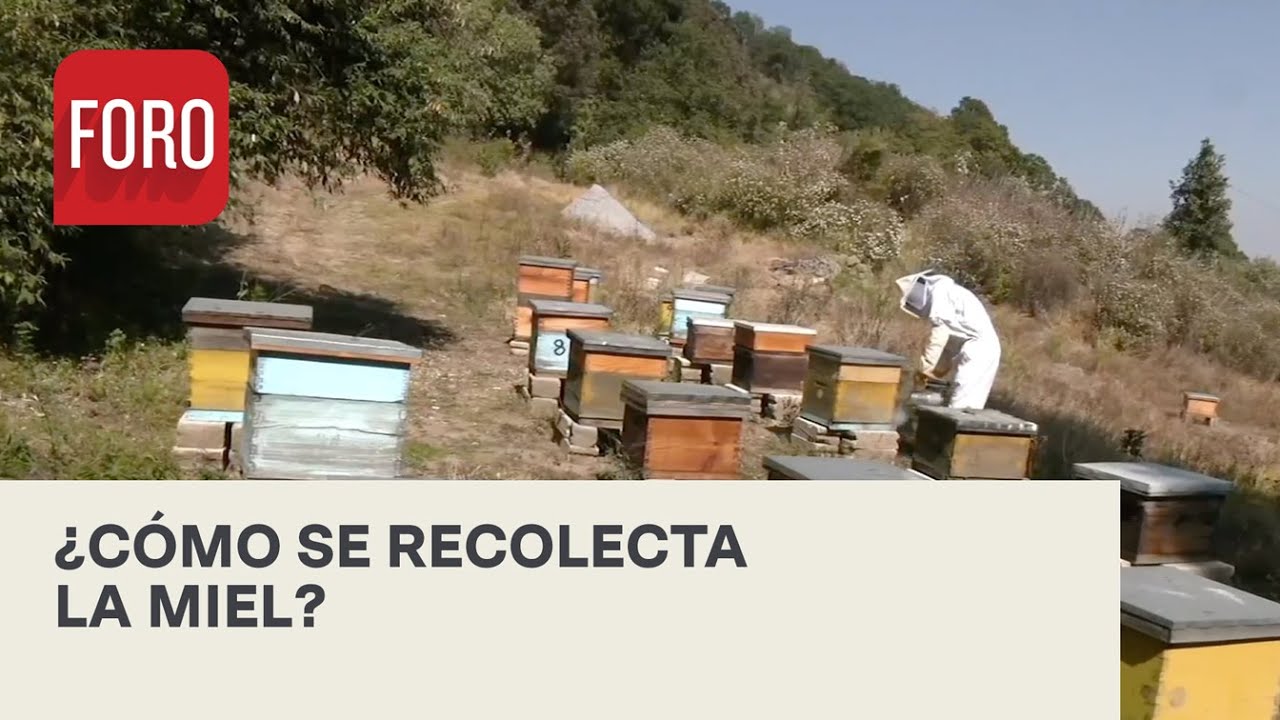 El trabajo de los apicultores para conservar las abejas - Expreso de la Mañana