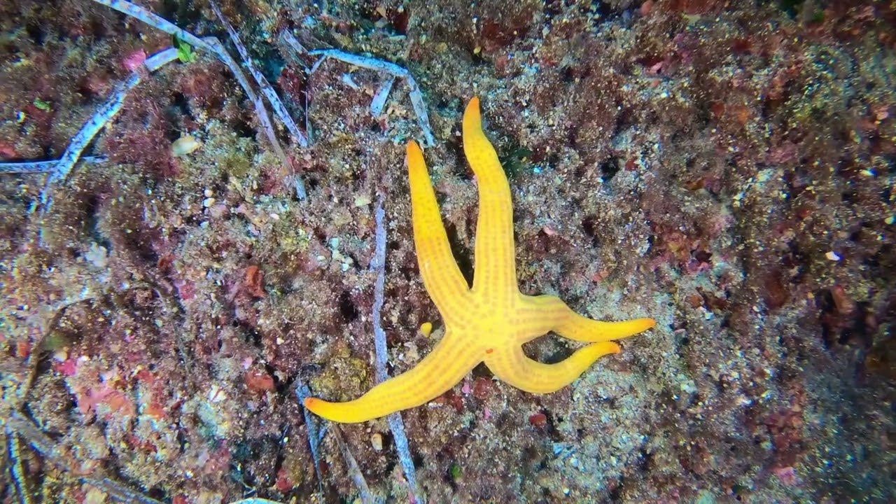 ECHINODERMES DE MEDITERRANÉE