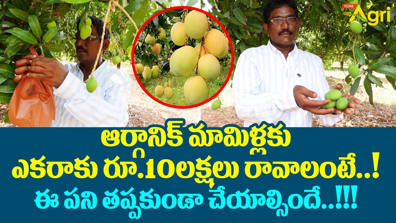 Organic Mango Farming | ఆర్గానిక్ మామిళ్లకు ఎకరాకు రూ.10లక్షలు రావాలంటే..! Mamidi Sagu | Tone Agri