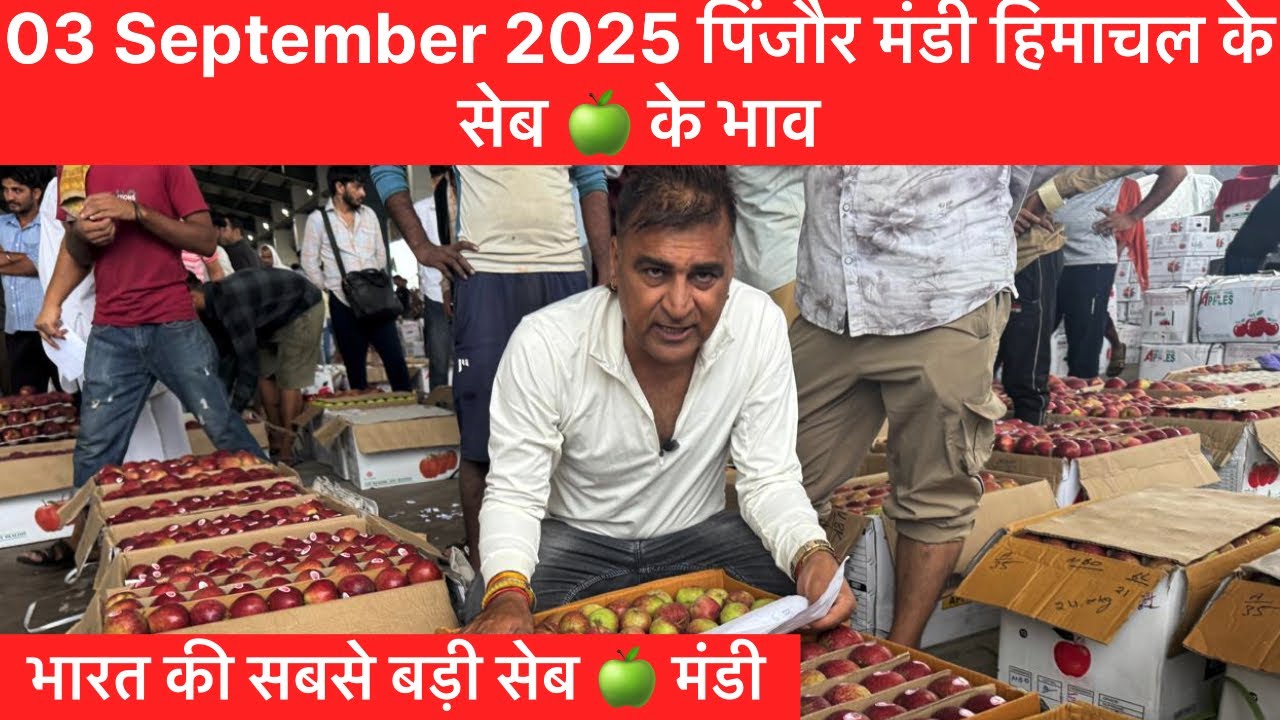 3 September 2025 पिंजौर मंडी हिमाचल के सेब 🍏 के भाव || भारत की सबसे बड़ी सेब 🍏 मंडी