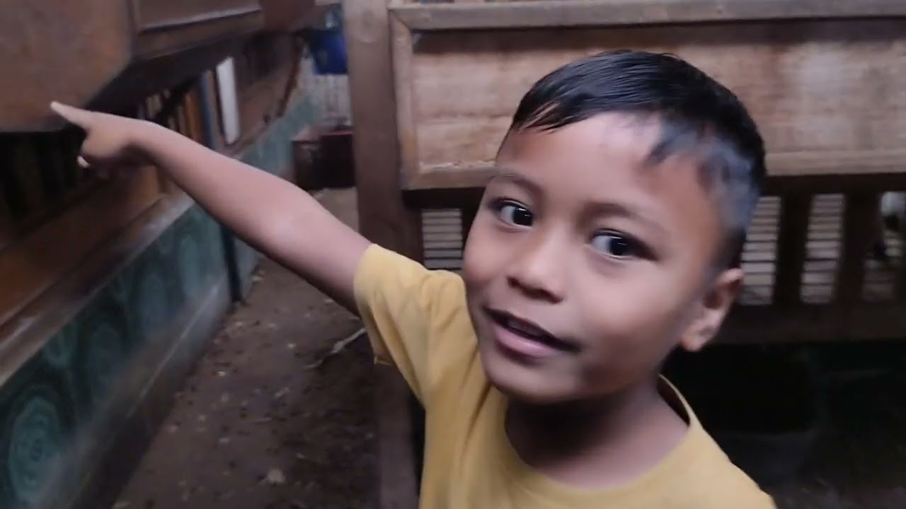 Kambing