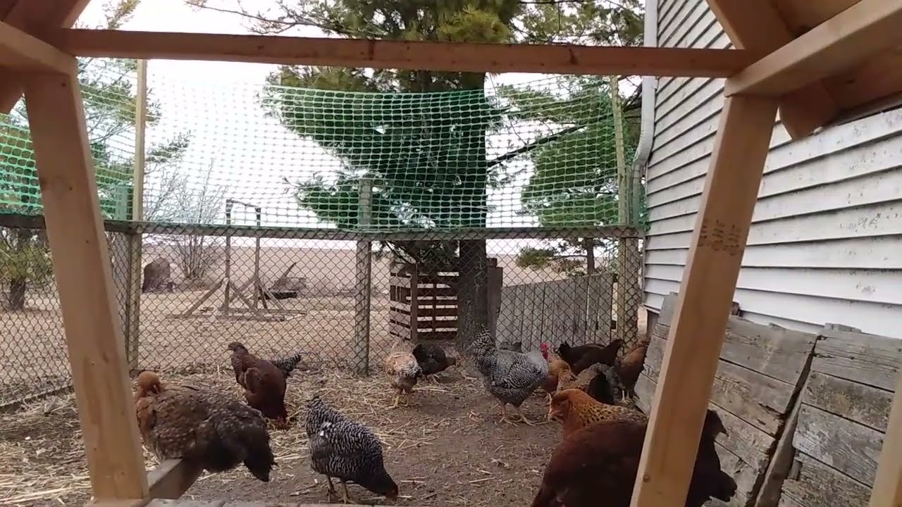 Sleepy Afternoon - Chickens Relaxing and Taking it Easy