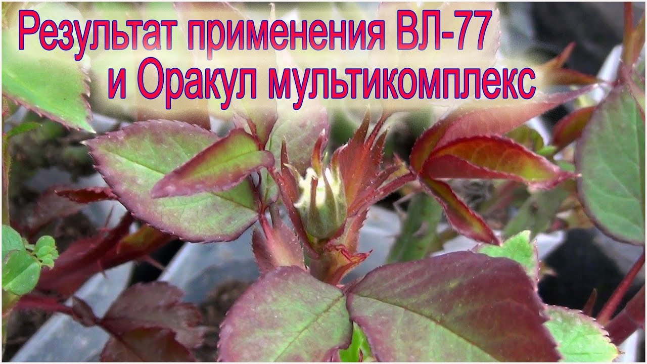 Результаты применения ВЛ-77 и Оракул мультикомплекс.