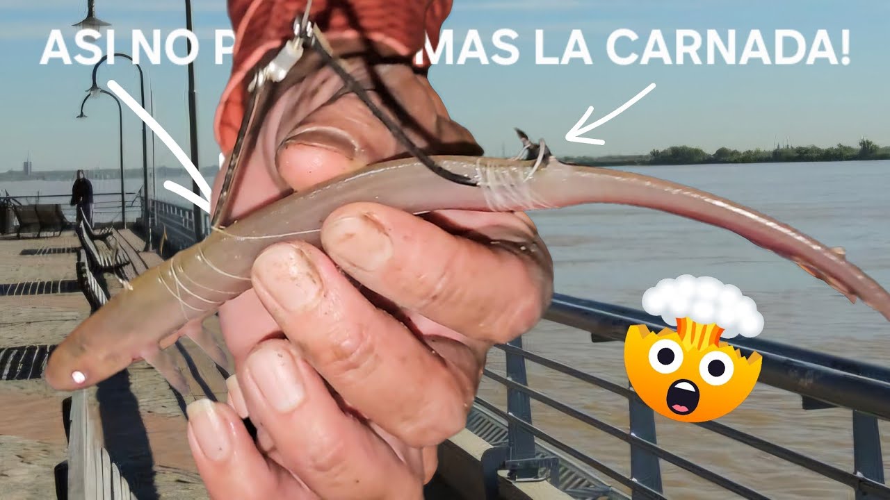 PESCA EN EL PARQUE ESPA&Ntilde;A con el HILO QUE HACE DURAR MAS tu carnada! Pesca de surubi y variada. #fy