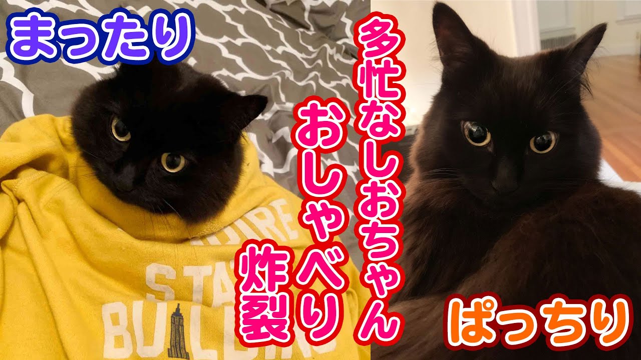 【しゃべる猫】飼い猫のテンションに合わせると可愛すぎにやられて苦しい【耐えて】