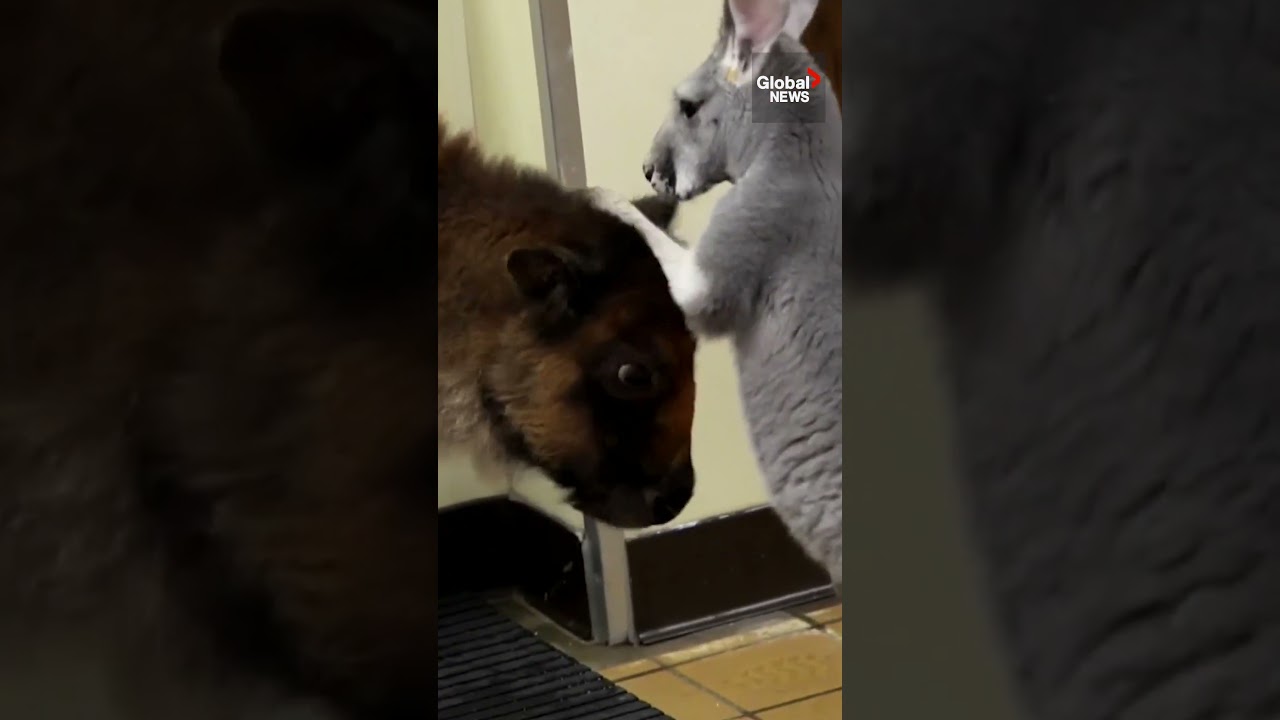 An unlikely bond: Friendship flourishes between young bison, kangaroo at NJ zoo&nbsp;🦬🦘