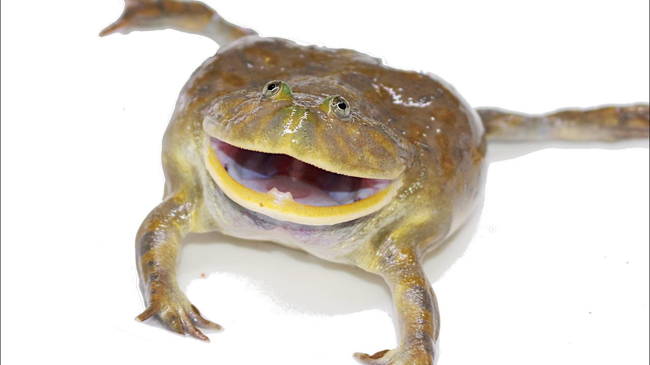 バジェットガエル再び