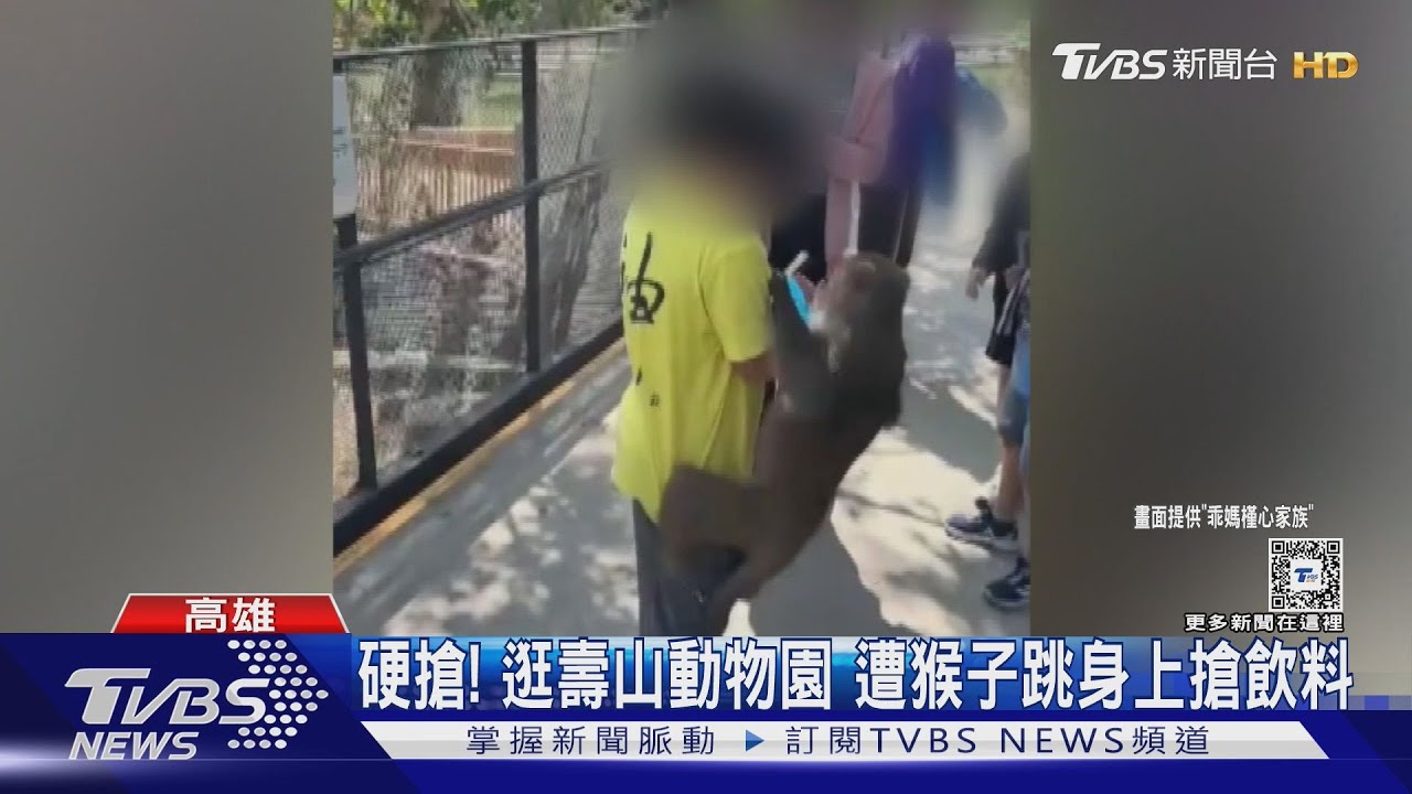 來硬的! 逛壽山動物園 猴子當街搶飲料 園方教應變方法｜TVBS新聞 @TVBSNEWS02