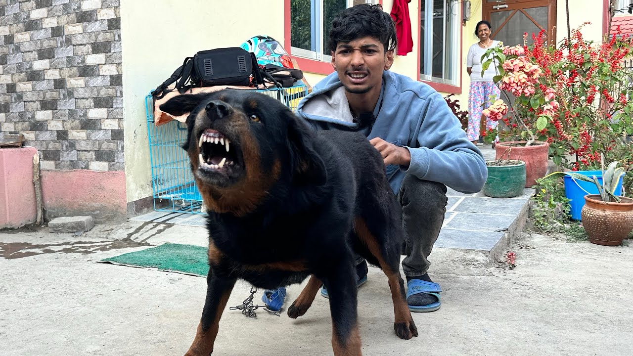 Bhote Kukkur In Nepal | Himalayan Mastiff Nepal | Dog Kennel In Nepal | Bhotia Dog 🐶