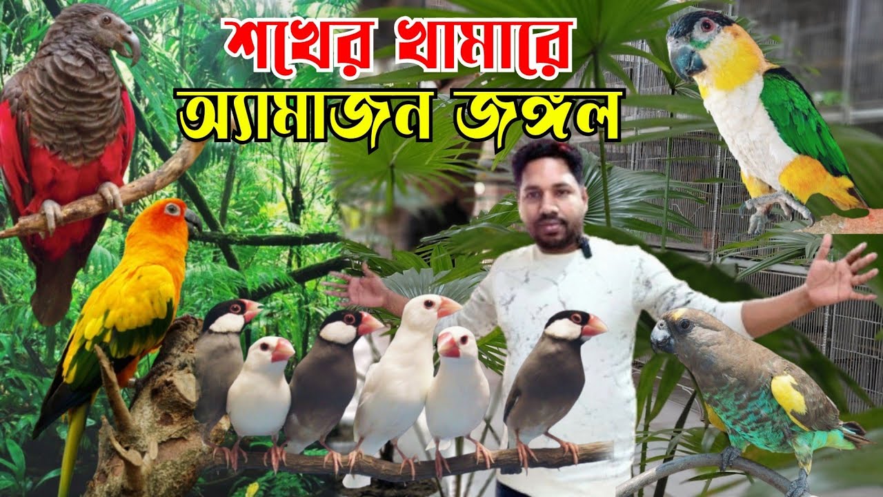 স্বপ্নের খামারে শখের পাখি || নেওয়াজ parrot, লরিকেট একই খামারে || Bird market in Bangladesh