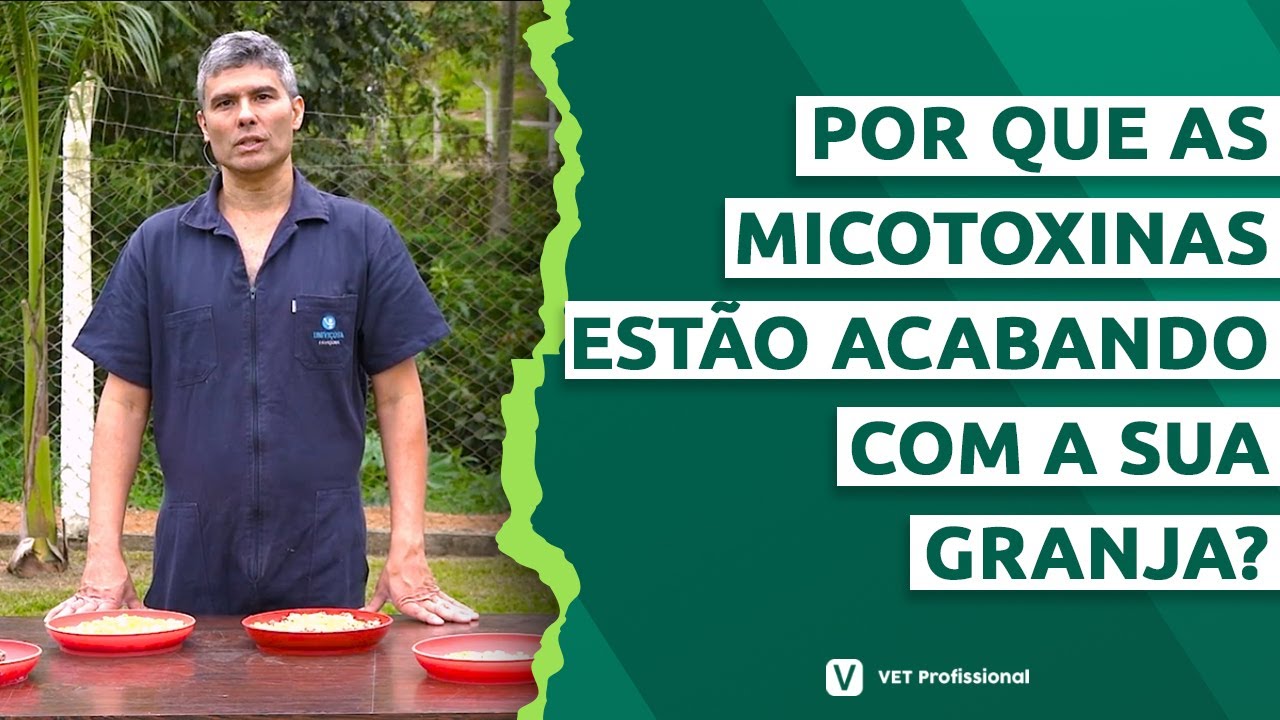 Micotoxinas na alimentação de aves