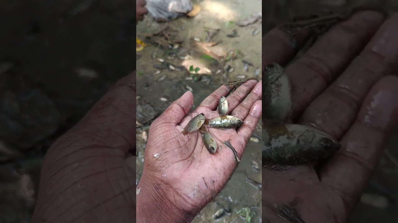 Beautiful little kavi fish.#official mr vish