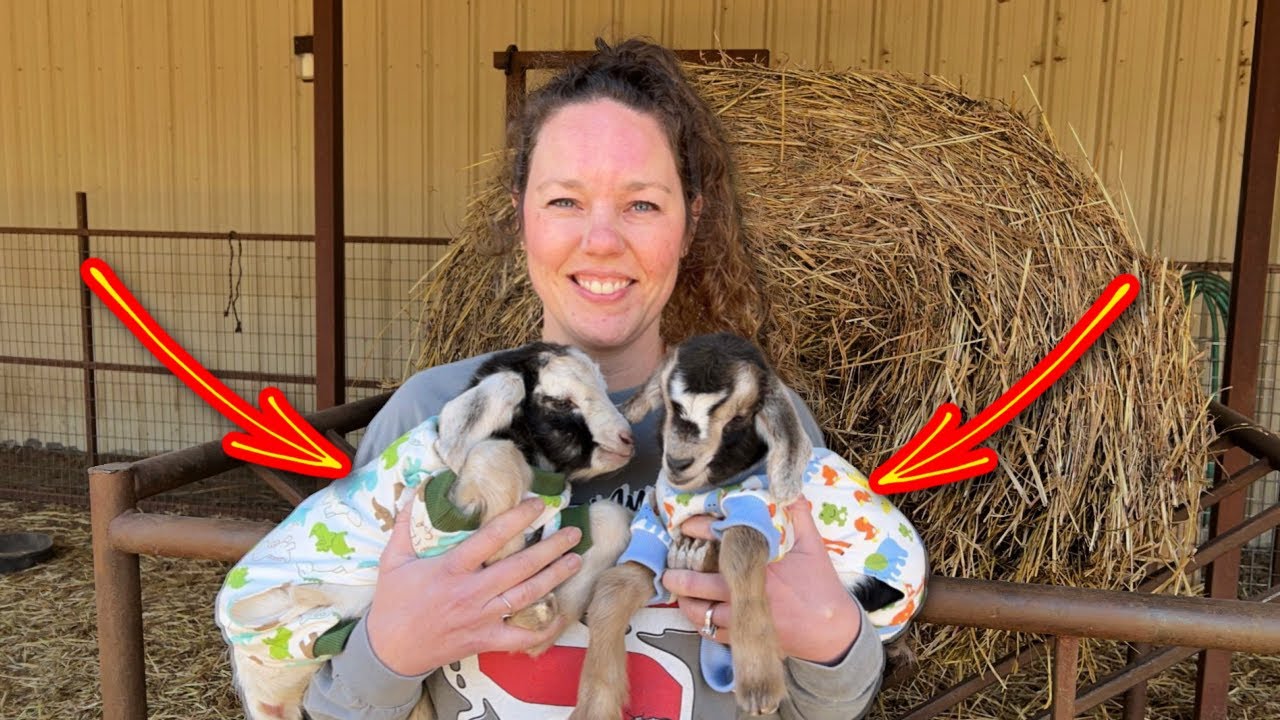 Goats in Pajamas! This was all HER Idea!