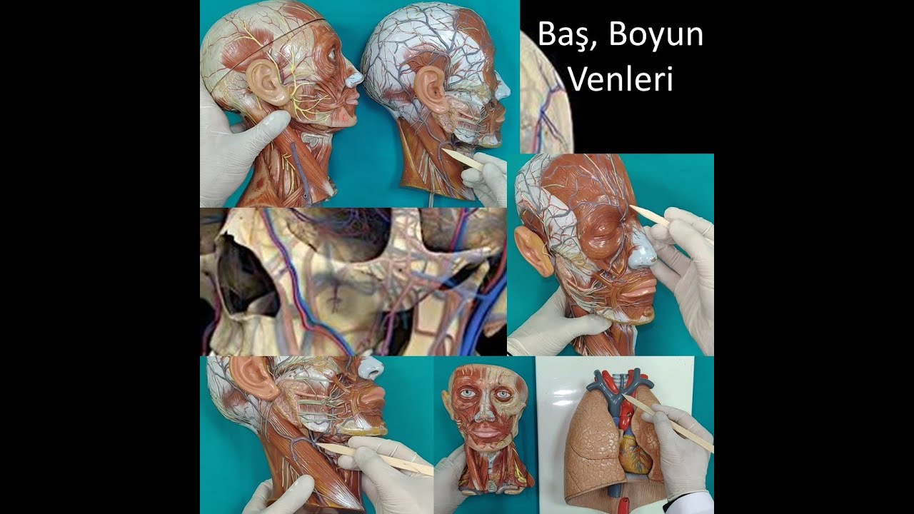 Baş, Boyun Venleri