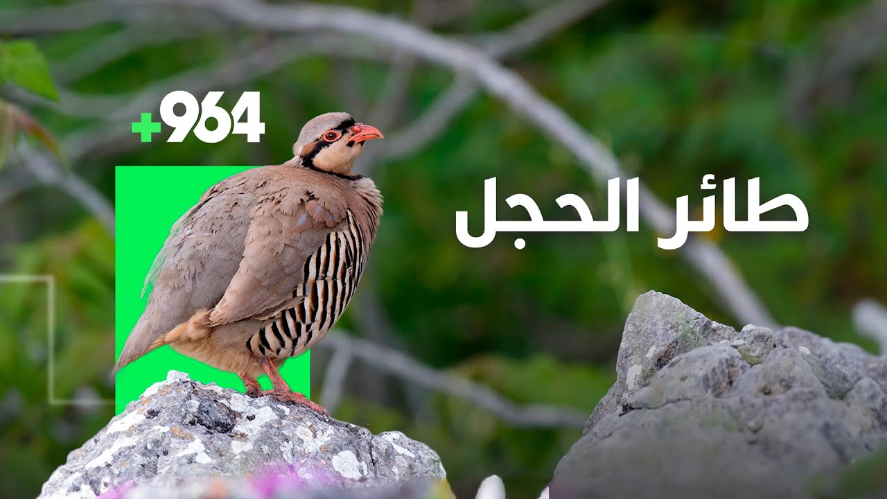ماذا تعرف عن طائر الحجل او الجوكار؟
