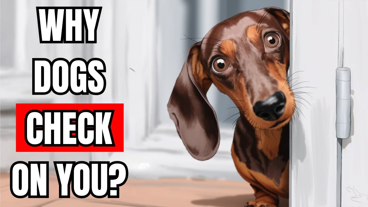 SHOCKING Reasons Why Does Your Dog Keep CHECKING IN ON You?
