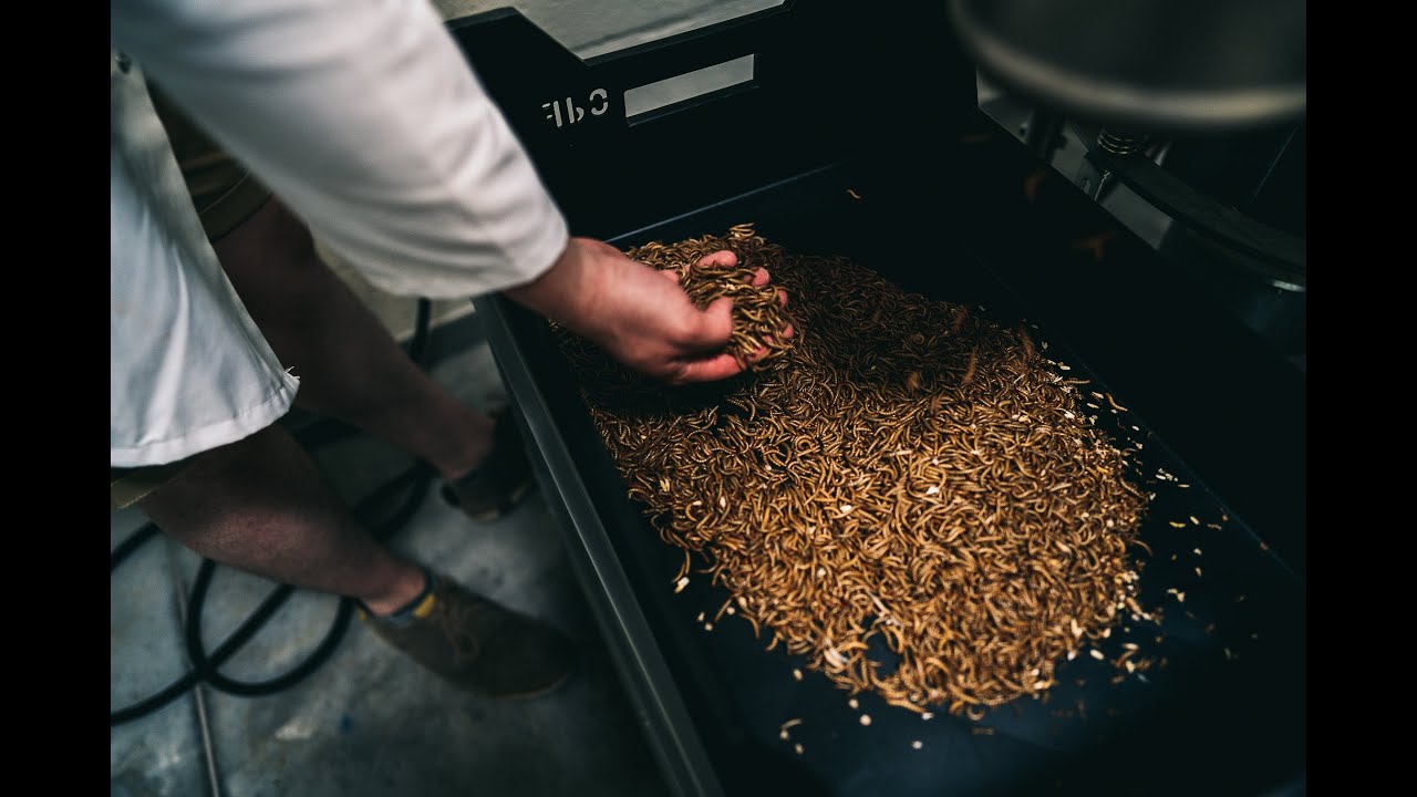 Mealworm breeding