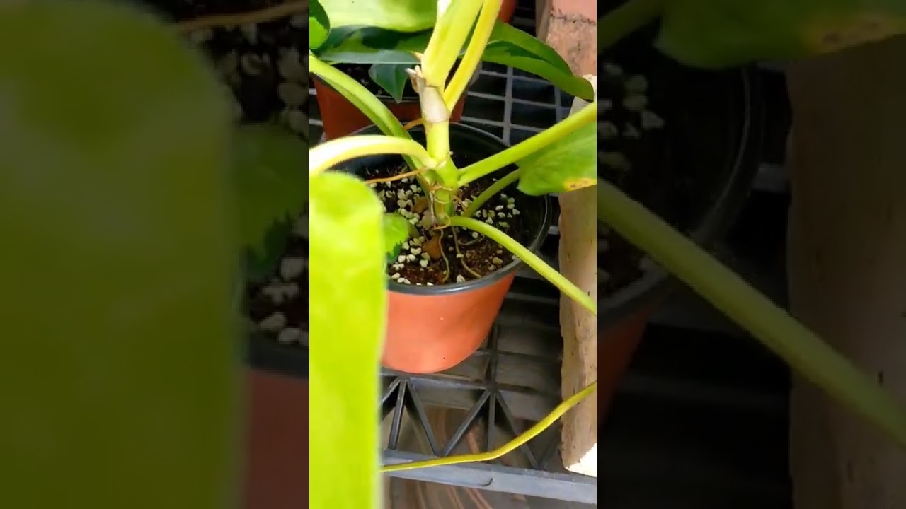 PHILODENDRON THAI SUNRISE #shorts