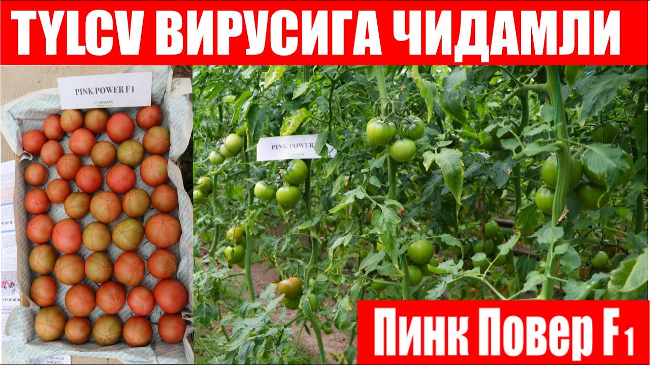Пинк Повер F1: TYLCV вирусига чидамли янги Пинк Парадайз (Tomato Pink Power F1-Sakata)