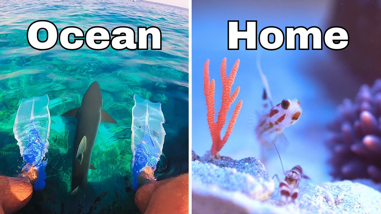 I Built a Reef for Sea Creatures in 215 Days