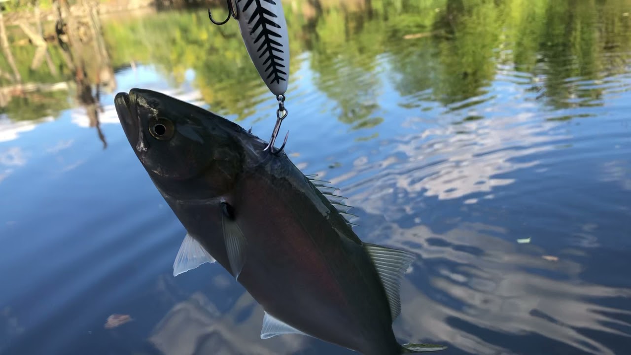 Pescando en Nueva York fishing NYC BRONX RIVER #8 con mi hijo