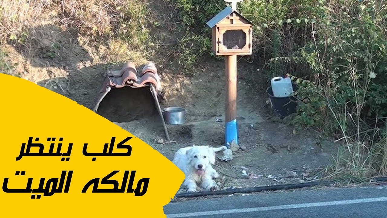 كلب ينتظر صاحبه قرابة سنتين في المكان نفسه