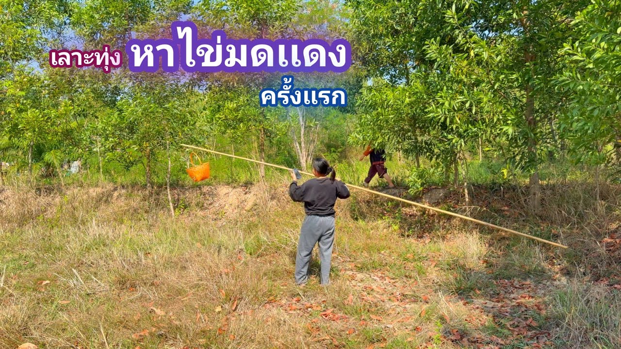 เลาะทุ่ง เเหย่ไข่มดเเดง ครั้งเเรก รังใหญ่ๆ ไข่เต็มๆ / บ้านนอก EP.1,007