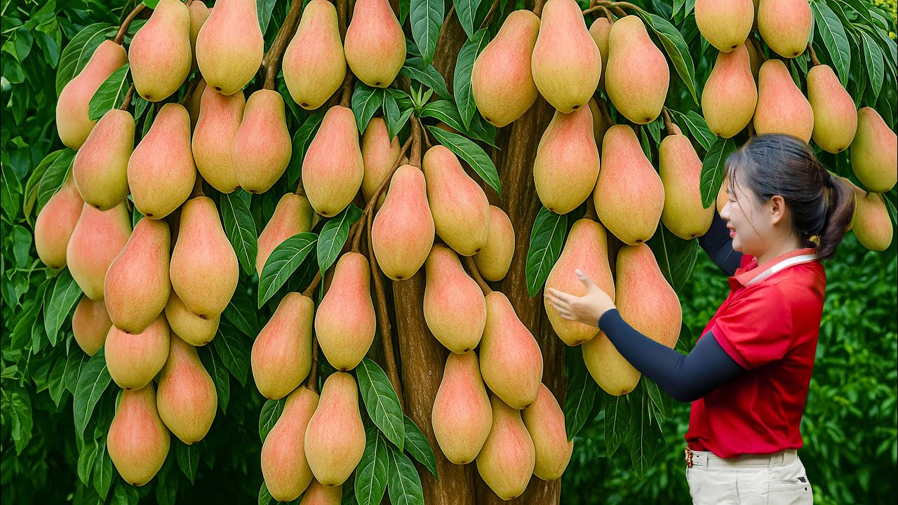 Harvesting Giant Sweet Pears & Go To Market Sell | Discovering a Secret Orchard Hidden for 50 Years