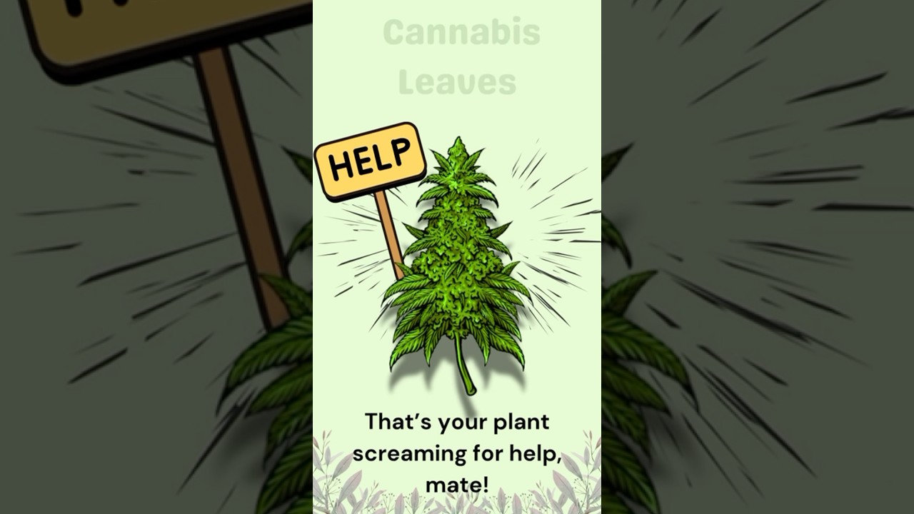 The Real Reason Cannabis Leaves Turn Yellow 🍂