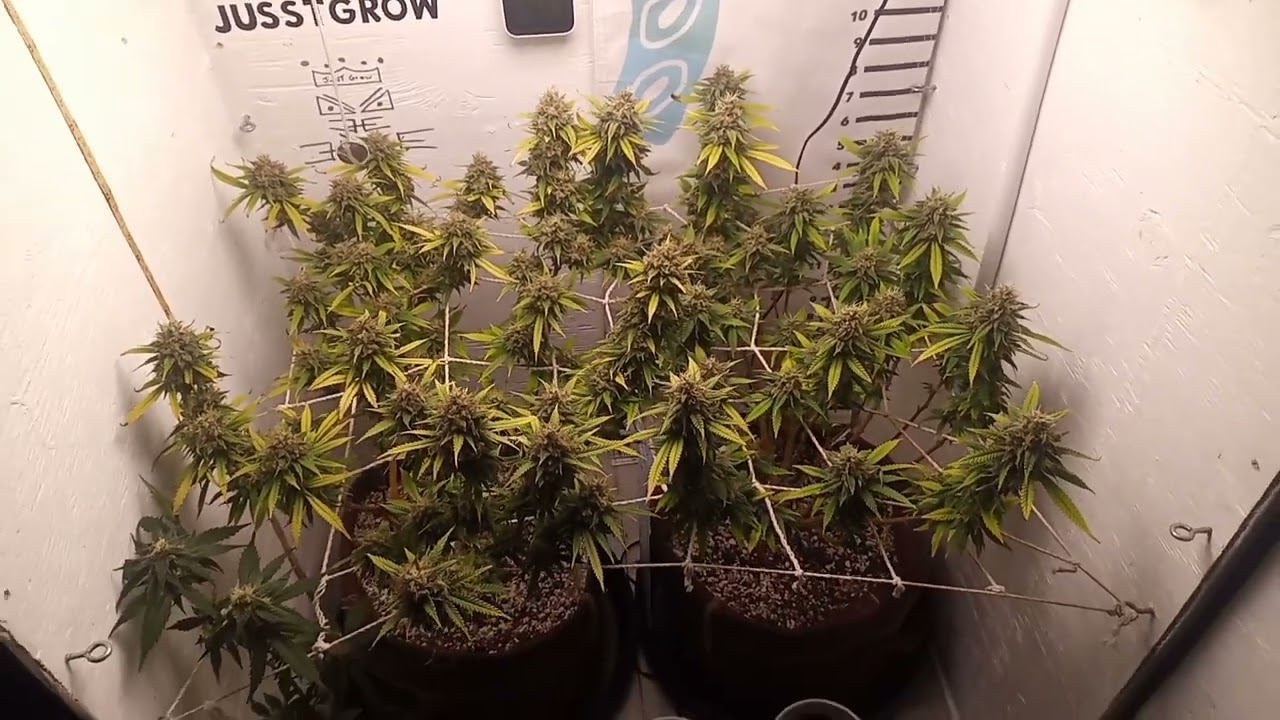 Seedsman CBD Cream & Cheese Organic ScrOG Viparspectra P1000 (Week 9 Harvest).