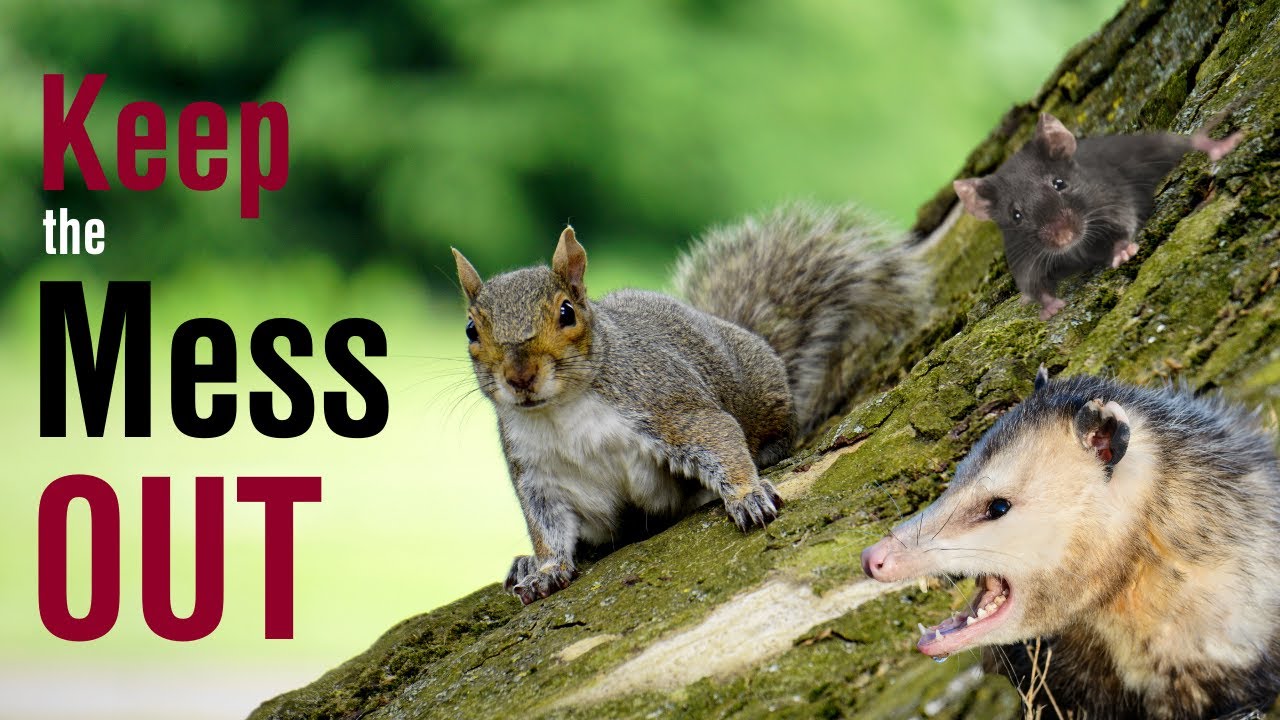 Houston's Rodent Experts