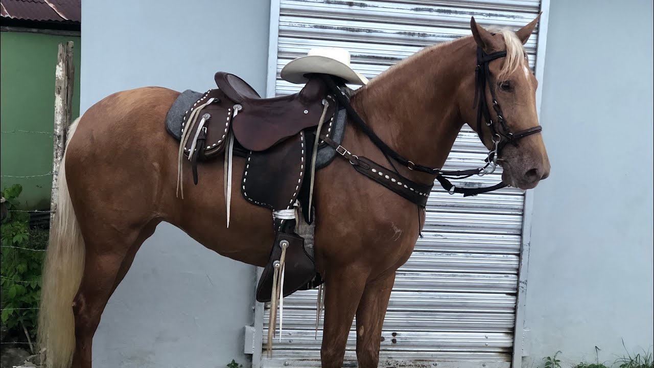 Puedo montar mi YEGUA en estado de PREÑEZ🤔??Le hace bien??🐎🐴🏇