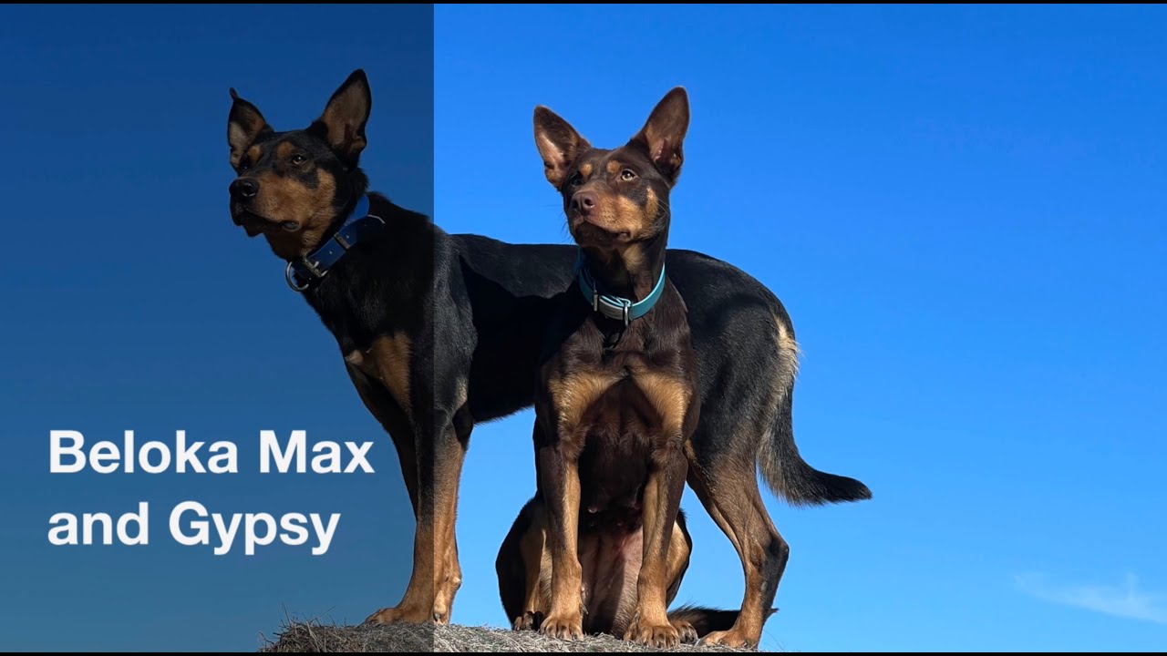 Beloka Max VII and Gypsy II - Casterton 2023 Lot 13 and 31