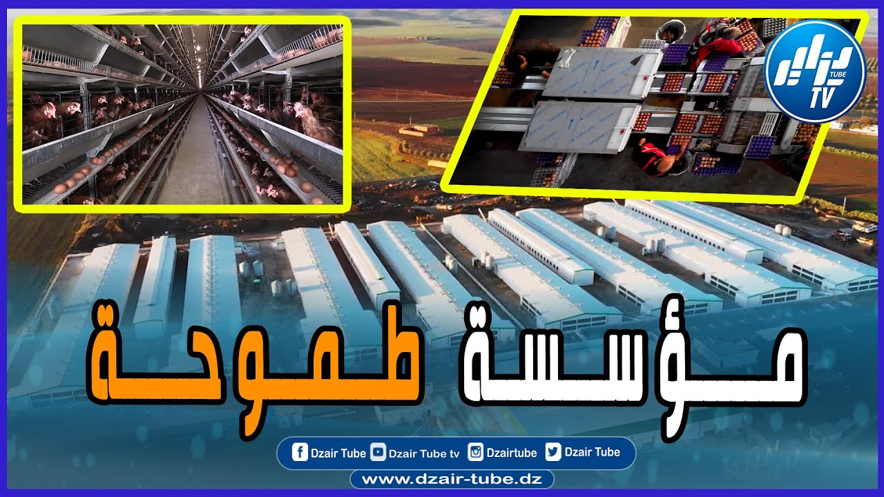 شاهد روبورتاج عن مؤسسة أوفو زكار لانتاج البيض بولاية عين الدفلى .. نموذج الاستثمار الناجح في الجزائر