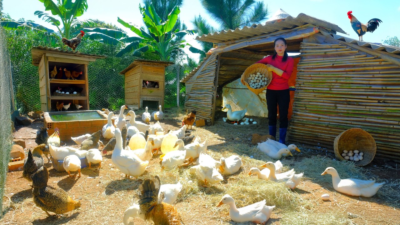 Harvest Ducks And Duck Eggs Go To The Market To sell - Farm Life