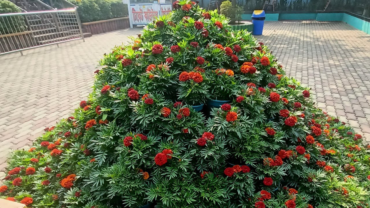 MD. Sohag (খান সাহেব)  is live  সকলের জন্য ফুটন্ত ফুলের ভালোবাসা রইলো, সবাই যুক্ত হয়ে যান।