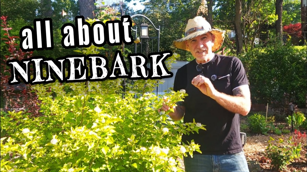 All About Ninebark